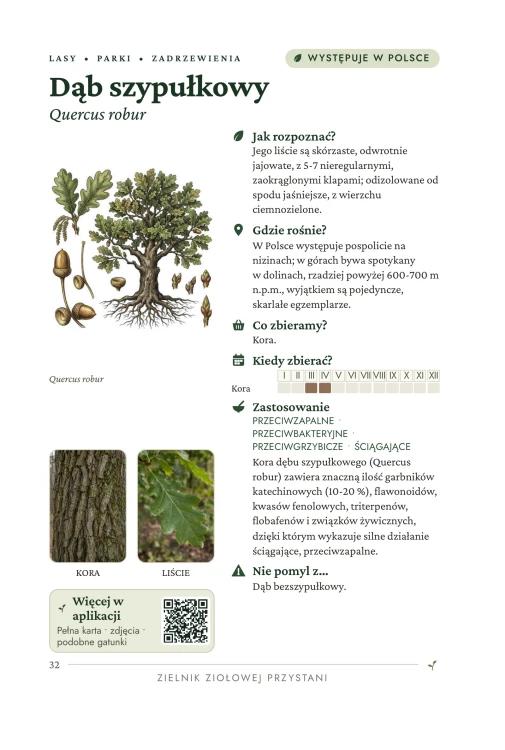 Zielnik Ziołowej Przystani — ebook — karta rośliny — dąb szypułkowy