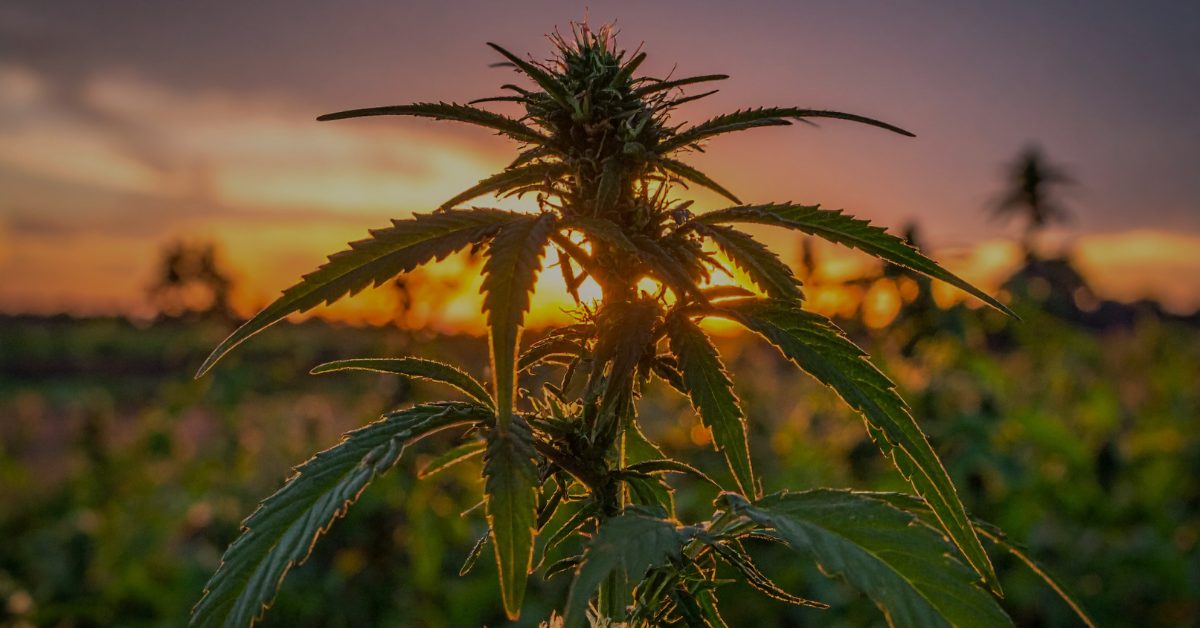 Konopie – od starożytności do współczesności